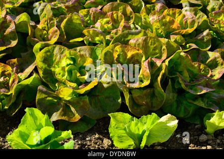 Bett aus Batavia Salat (Lactuca Sativa) "Rouge Grenobloise" in einem Gemüsegarten im Mai. Stockfoto