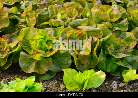 Bett aus Batavia Salat (Lactuca Sativa) "Rouge Grenobloise" in einem Gemüsegarten im Mai. Stockfoto