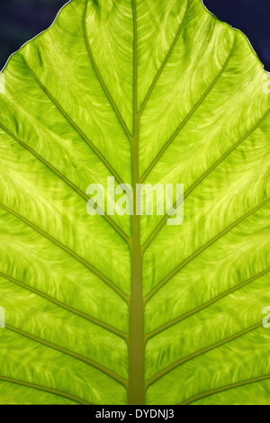 Eine transluzente Blatt von hinten angestrahlt durch Sonnenlicht Stockfoto