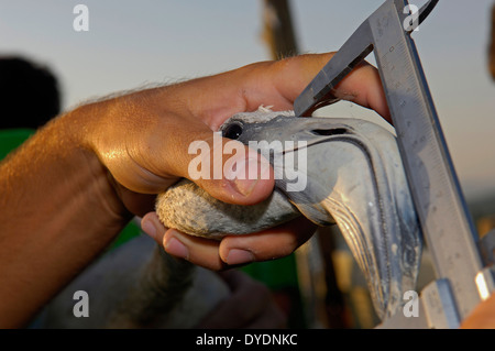 Fuente de Piedra Lagune, Putting Ringe und Maßnahmen der Rosaflamingo (Phoenicopterus Ruber), Provinz Málaga, Andalusien Stockfoto