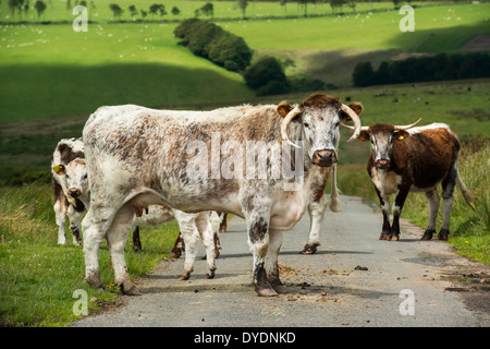 Englische Longhorn-Rinder weiden auf Exmoor, Großbritannien Stockfoto