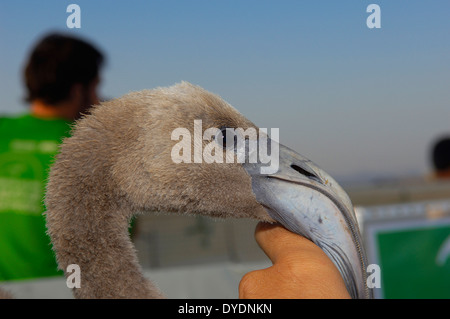 Fuente de Piedra Lagune, Putting Ringe und Maßnahmen der Rosaflamingo (Phoenicopterus Ruber), Provinz Málaga, Andalusien Stockfoto