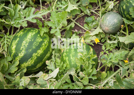 Wassermelone und Melone Ganzblatt-Anlage, Dampf, Blüte und Frucht Stockfoto