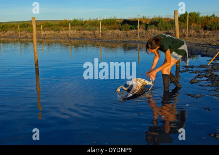 Lagune Fuente de Piedra, Release Flamingos nach Ringe setzen und Maßnahmen ergreift, Rosaflamingo (Phoenicopterus Ruber), Mál Stockfoto