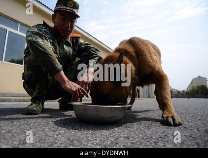 (140415)--NANJING, 15. April 2014 (Xinhua)--ein Handler füttert seinen Hund an einem Polizeihund Training Basis der bewaffneten Polizei am Stadtrand von Nanjing, Hauptstadt der ostchinesischen Provinz Jiangsu, 15. April 2014. Es gibt 12 Polizeihunde in der Base, Wachmann, Rettung und Anti-Terror-Missionen betraut.  (Xinhua/Li Ke) (Hdt) Stockfoto