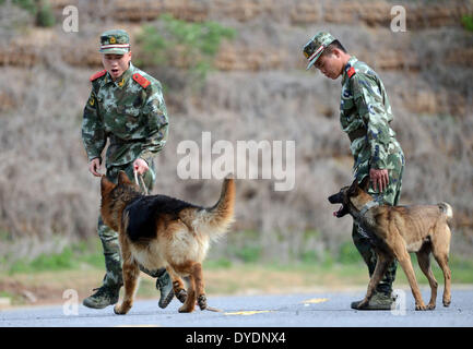 (140415)--NANJING, 15. April 2014 (Xinhua)--Handler trainiert ihre Hunde an ein Polizeihund Training Basis der bewaffneten Polizei am Stadtrand von Nanjing, Hauptstadt der ostchinesischen Provinz Jiangsu, 15. April 2014. Es gibt 12 Polizeihunde in der Base, Wachmann, Rettung und Anti-Terror-Missionen betraut.  (Xinhua/Li Ke) (Hdt) Stockfoto