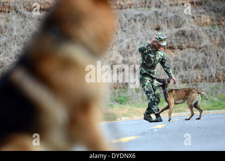 (140415)--NANJING, 15. April 2014 (Xinhua)--A Handler spielt mit seinem Hund an einem Polizeihund Training Basis der bewaffneten Polizei am Stadtrand von Nanjing, Hauptstadt der ostchinesischen Provinz Jiangsu, 15. April 2014. Es gibt 12 Polizeihunde in der Base, Wachmann, Rettung und Anti-Terror-Missionen betraut.  (Xinhua/Li Ke) (Hdt) Stockfoto