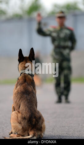 (140415)--NANJING, 15. April 2014 (Xinhua)--ein Hund wird auf ein Polizeihund-Trainingslager der bewaffneten Polizei am Stadtrand von Nanjing, Hauptstadt der ostchinesischen Provinz Jiangsu, 15. April 2014 erlernt. Es gibt 12 Polizeihunde in der Base, Wachmann, Rettung und Anti-Terror-Missionen betraut.  (Xinhua/Li Ke) (Hdt) Stockfoto