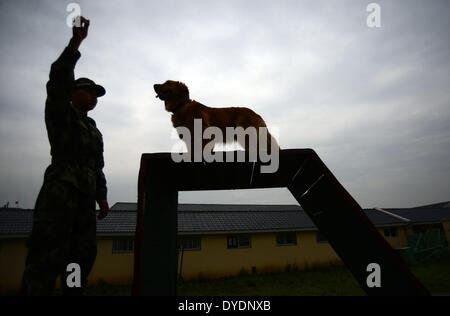 (140415)--NANJING, 15. April 2014 (Xinhua)--ein Handler trainiert seinen Hund an einem Polizeihund Training Basis der bewaffneten Polizei am Stadtrand von Nanjing, Hauptstadt der ostchinesischen Provinz Jiangsu, 15. April 2014. Es gibt 12 Polizeihunde in der Base, Wachmann, Rettung und Anti-Terror-Missionen betraut.  (Xinhua/Li Ke) (Hdt) Stockfoto