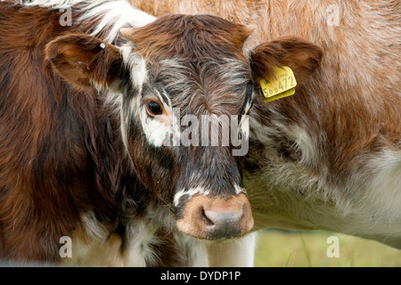 Lonhorn Rinder roaming in grasbewachsenen Moor auf Exmoor, Großbritannien Stockfoto