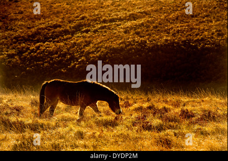 Wilde Exmoor Ponys Weiden auf Moorland, Exmoor, Großbritannien Stockfoto