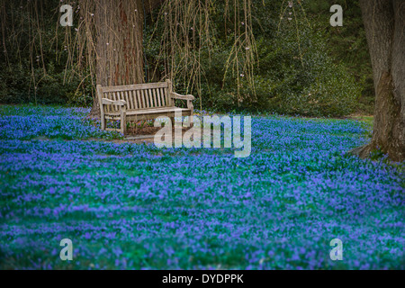 leere Parkbank im blauen Feld von Blumen, Frühling Stockfoto