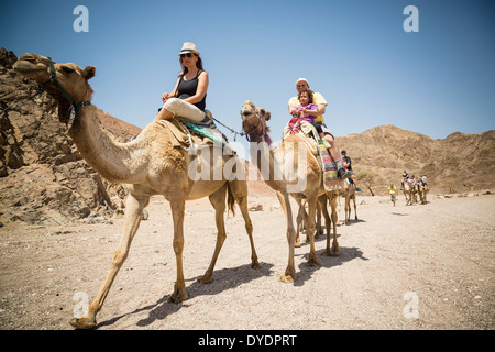 Kamele-Safari in der Wüste, Eilat, Israel Negev Region. Stockfoto