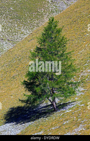Gemeinsamen Lärche / Europäische Lärche (Larix Decidua) einzigen Baum wächst am Berghang in den Alpen Berge, Alpen Stockfoto