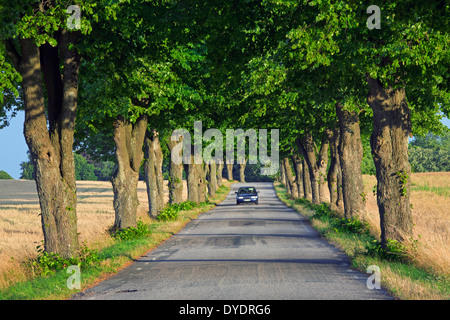 Reihen von Linden / Linden / am Rande der Straße in die Landschaft im Sommer Stockfoto