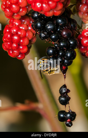 Gemeinsamen Wespe (Vespula Vulgaris) ernähren sich von reifen Beeren von Blackberry Bush (Rubus Sorte) im Garten Stockfoto