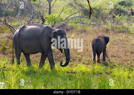 Wilde Elefanten in Yala Nationalpark in Sri Lanka 21 Stockfoto