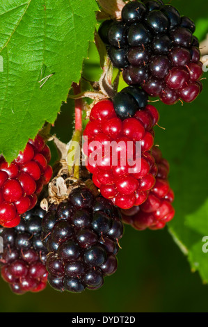 Nahaufnahme von Reife und unreife Beeren von Blackberry Bush (Rubus Sorte) im Garten Stockfoto