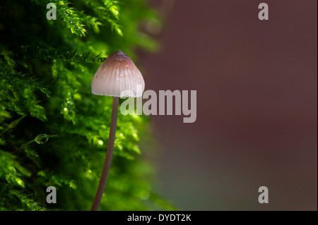 Mycena Blutungen / Blutungen Fee Helm / Burgundydrop Motorhaube (Mycena Haematopus) auf Moos bedeckt Baumstamm Stockfoto