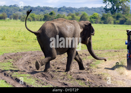 Wilde Elefanten laden einen Tourist Jeep in Yala Nationalpark in Sri Lanka 19 Stockfoto