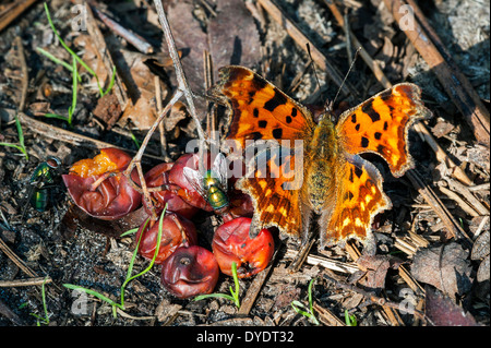 Komma Schmetterling (Polygonia c-Album) und Greenbottle fliegen (Lucilia Caesar) ernähren sich von faulen Beeren von Rowan / Eberesche Stockfoto