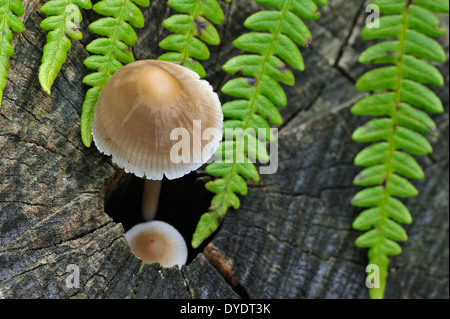 Gemeinsamen Mütze / Haube Mycena / Rosy-Gill Fee Helm (Mycena Galericulata) wächst auf Baumstamm im herbstlichen Wald Stockfoto