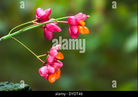 Europäische Spindel / gemeinsame Spindel (Euonymus Europaeus) Nahaufnahme von reifen Früchten zeigen die leuchtenden orangefarbenen Samen im Herbst Stockfoto