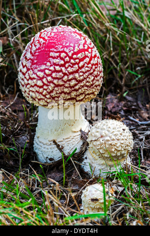 Fly Agaric / fliegen Pilz Amanita (Amanita Muscaria) Knöpfe in verschiedenen wachsenden Stadien im herbstlichen Wald Stockfoto