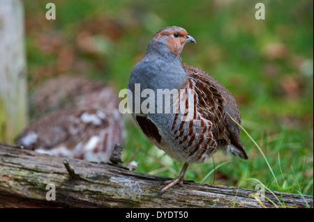 Grey Partridge / englische Rebhuhn / Hun (Perdix Perdix) männliche Spiel Vogel sitzend auf umgestürzten Baumstamm in Heide Stockfoto