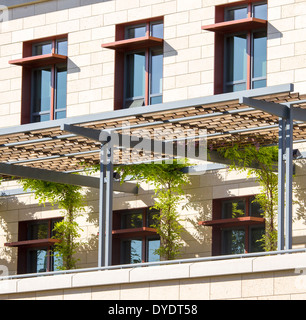 Glyzinien Spalier über Balkon mit Fenstern auf Campus der Stanford Universität Stockfoto