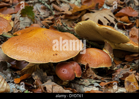 Jersey-Kuh-Pilz (Suillus Bovinus) Unterseite zeigen Stockfoto