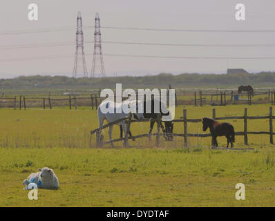 Romney Marsh, Kent, Großbritannien..15. April 2014..Ruhige Szene an einem hellen, aber kühlen luftigen Tag in der Nähe von Dungeness. Stockfoto