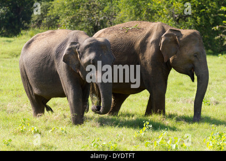 Wilde Elefanten in Yala Nationalpark in Sri Lanka 6 Stockfoto