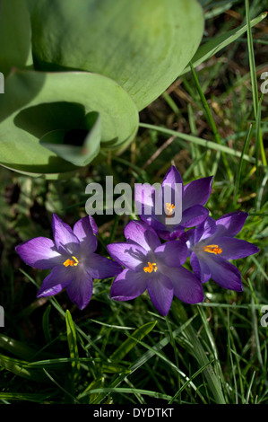 Crocus Frühlingsblume UK Stockfoto