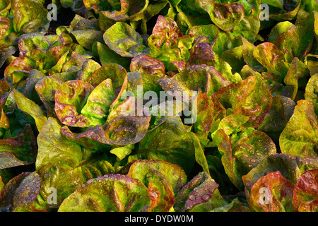 Roter Kopfsalat (Lactuca Sativa) Batavia "Rouge Grenobloise" in einem Gemüsegarten im Mai. Stockfoto