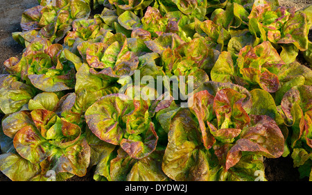 Bett aus roter Kopfsalat (Batavia "Rouge Grenobloise") in einem Gemüsegarten im Mai. Stockfoto