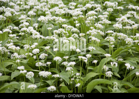 Bärlauch Allium Ursinum Blüten im April Stockfoto