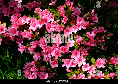 Azalea Japonica in voller Blüte in einem Garten. Stockfoto