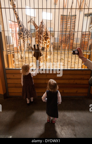 Zwei junge Mädchen im Alter von 4 Jahren und 2 Jahre füttern zulässigen Snack Essen, Giraffen im Zoo von Budapest in Budapest, Ungarn. Stockfoto