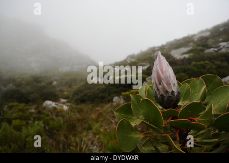 Protea Cynaroides (Königsprotea) in voller Blüte auf den Tafelberg Stockfoto