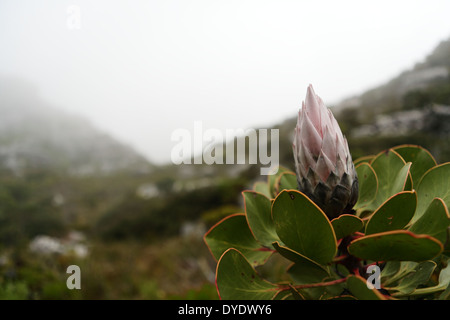 Protea Cynaroides (Königsprotea) Knospe in voller Blüte auf den Tafelberg Stockfoto