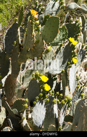 Grizzly Bear Pricklypear Blüte, Desert Botanical Gardens, Phoenix, Arizona, USA Stockfoto