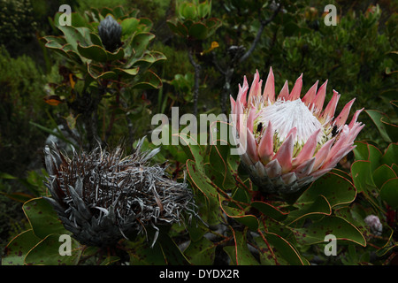 Protea Cynaroides (Königsprotea) in voller Blüte auf den Tafelberg Stockfoto