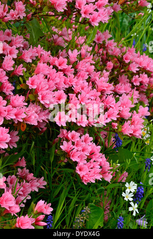 Azalea Japonica in voller Blüte in einem Garten. Stockfoto