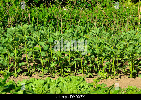 Gemüsebeet von Puffbohnen (Vicia faba) in einem Gemüsegarten. Stockfoto