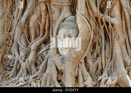Thailand, Ayutthaya, Ayutthaya Historical Park, Wat Mahatat Stein Buddha Kopf sitzt in den Wurzeln eines Feigenbaumes umschlungen Stockfoto