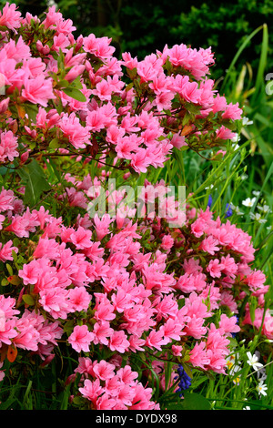 Azalea Japonica in voller Blüte in einem Garten. Stockfoto