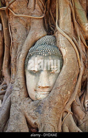 Thailand, Ayutthaya, Ayutthaya Historical Park, Wat Mahatat Stein Buddha Kopf sitzt in den Wurzeln eines Feigenbaumes umschlungen Stockfoto