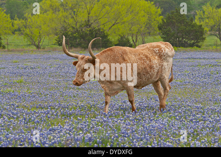 Longhorn zu lenken, im Bereich der Texas Hill Country Bluebonnet Wildblumen Stockfoto