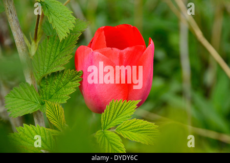 Eine Tulpe Blume wächst unter Himbeeren Stockfoto